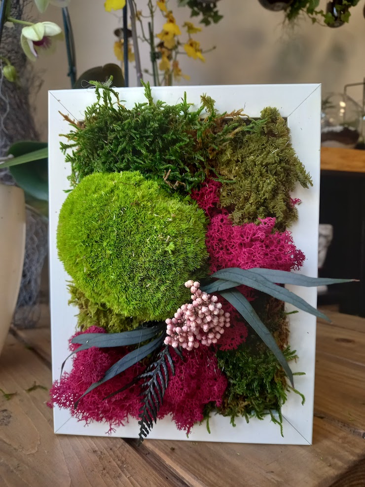 I colori vivi delle specie vegetali stabilizzate creano un quadro green adatto ad ogni ambiente