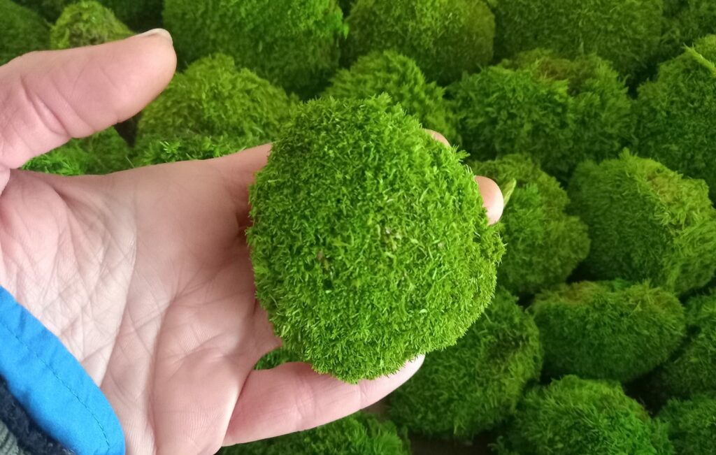 muschio stabilizzato su una mano