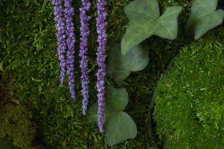 Particolare di edera e fiore stabilizzato viola di Grus House Green