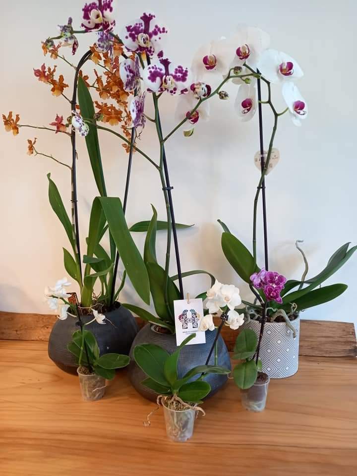Orchidee Grus House Green