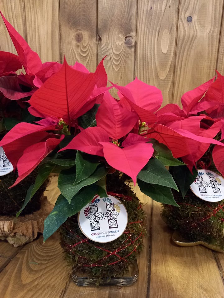 Poinsettia Grus House Green